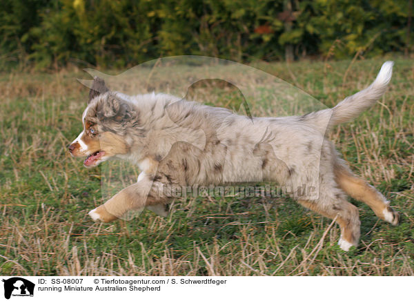 rennender Miniature Australian Shepherd / running Miniature Australian Shepherd / SS-08007