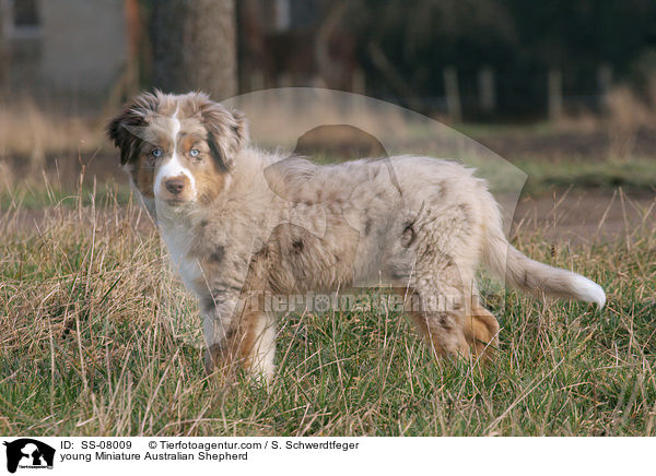 junger Miniature Australian Shepherd / young Miniature Australian Shepherd / SS-08009