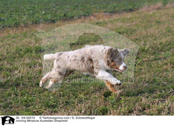 rennender Miniature Australian Shepherd / running Miniature Australian Shepherd / SS-08010