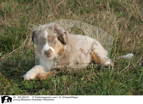 young Miniature Australian Shepherd / SS-08015
