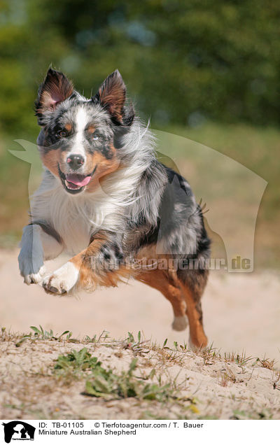 Miniature Australian Shepherd / TB-01105