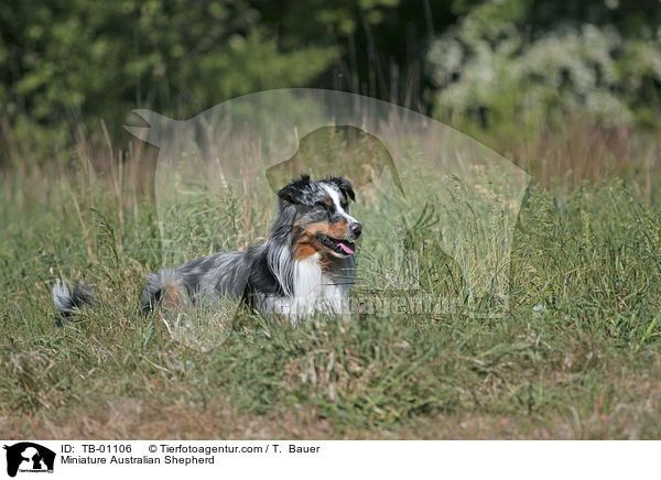 Miniature Australian Shepherd / TB-01106