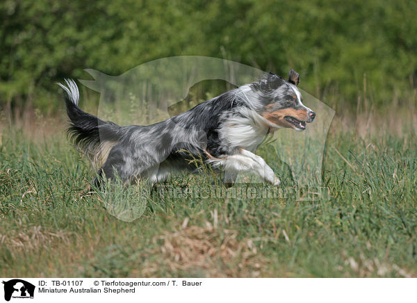 Miniature Australian Shepherd / TB-01107