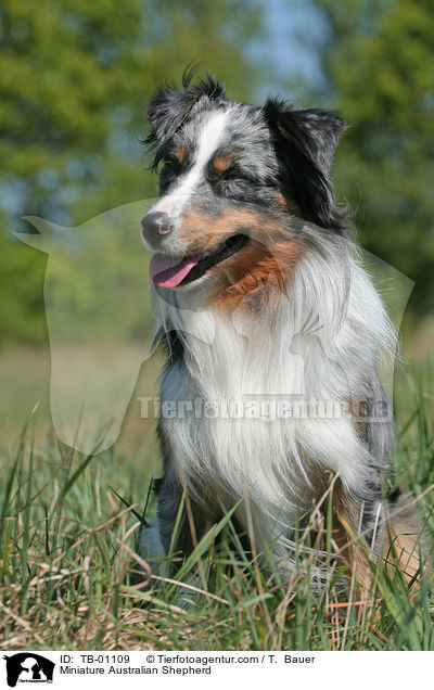 Miniature Australian Shepherd / Miniature Australian Shepherd / TB-01109