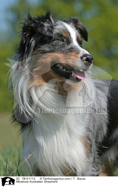 Miniature Australian Shepherd / Miniature Australian Shepherd / TB-01112