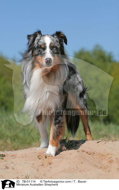 Miniature Australian Shepherd / Miniature Australian Shepherd / TB-01114