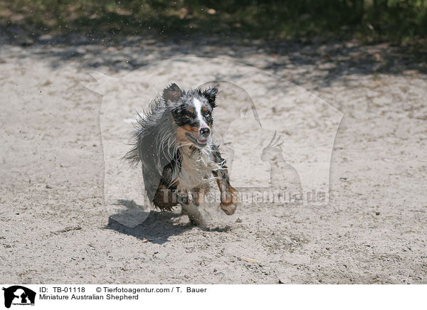 Miniature Australian Shepherd / Miniature Australian Shepherd / TB-01118