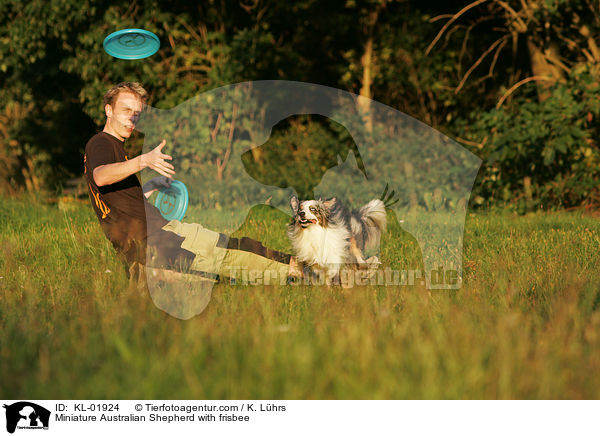 Miniature Australian Shepherd with frisbee / KL-01924