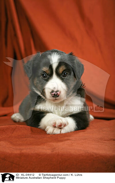 Miniatur Australian Shepherd Welpe / Miniature Australian Shepherd Puppy / KL-04412