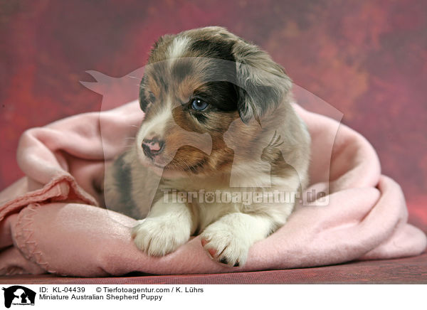 Miniatur Australian Shepherd Welpe / Miniature Australian Shepherd Puppy / KL-04439