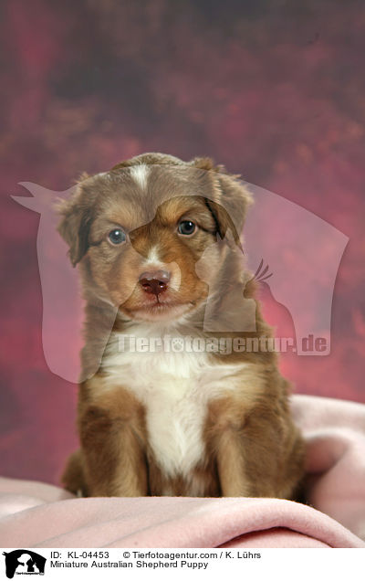 Miniatur Australian Shepherd Welpe / Miniature Australian Shepherd Puppy / KL-04453
