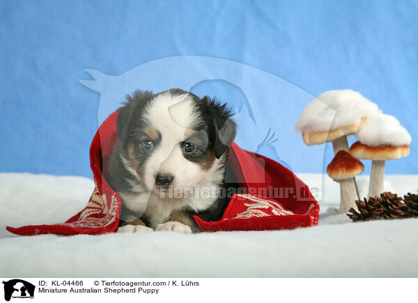 Miniatur Australian Shepherd Welpe / Miniature Australian Shepherd Puppy / KL-04466