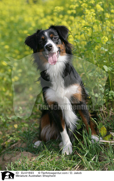 Miniature Australian Shepherd / Miniature Australian Shepherd / DJ-01693