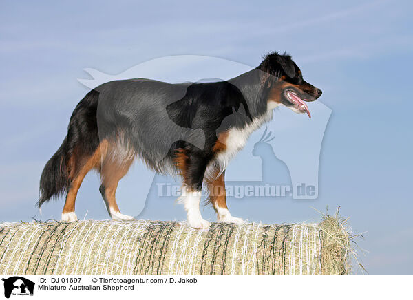 Miniature Australian Shepherd / Miniature Australian Shepherd / DJ-01697
