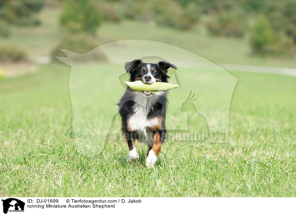 rennender Miniature Australian Shepherd / running Miniature Australian Shepherd / DJ-01699