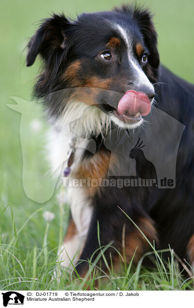 Miniatur Australian Shepherd / Miniature Australian Shepherd / DJ-01719