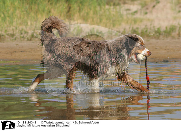 spielender Miniature Australian Shepherd / playing Miniature Australian Shepherd / SS-24348