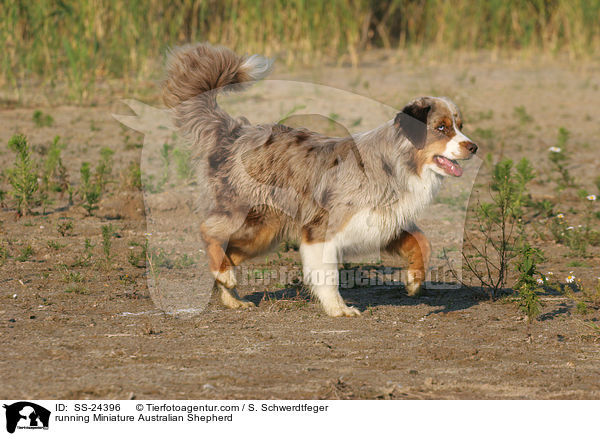 rennender Miniature Australian Shepherd / running Miniature Australian Shepherd / SS-24396