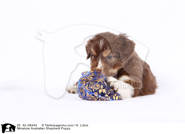 Miniature Australian Shepherd Welpe / Miniature Australian Shepherd Puppy / KL-08444