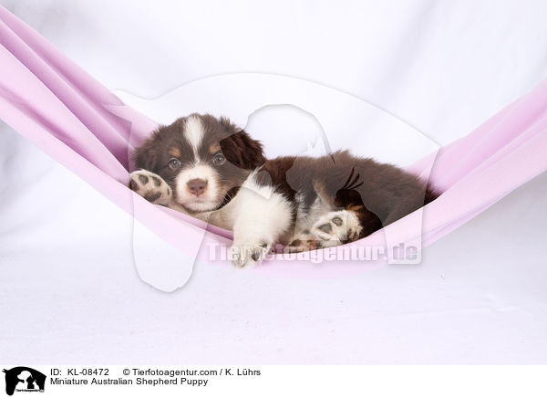 Miniature Australian Shepherd Welpe / Miniature Australian Shepherd Puppy / KL-08472