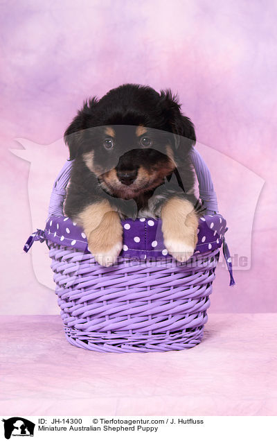 Miniature Australian Shepherd Welpe / Miniature Australian Shepherd Puppy / JH-14300