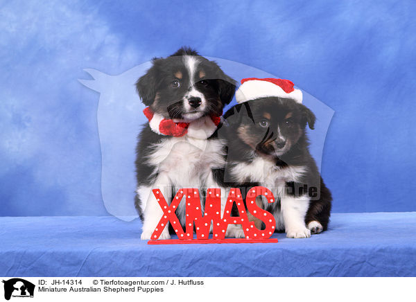 Miniature Australian Shepherd Puppies / JH-14314