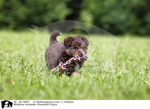 Miniatur Australian Shepherd Welpe / Miniature Australian Shepherd Puppy / JH-15891