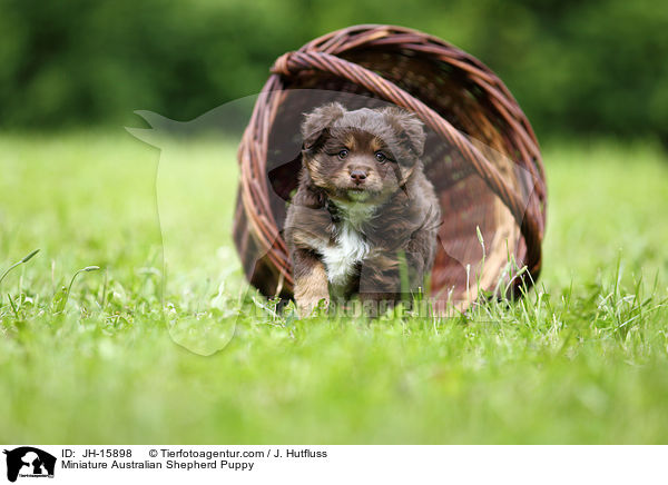 Miniatur Australian Shepherd Welpe / Miniature Australian Shepherd Puppy / JH-15898