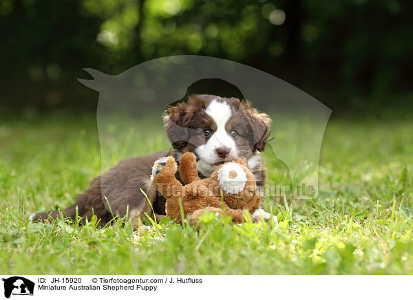 Miniatur Australian Shepherd Welpe / Miniature Australian Shepherd Puppy / JH-15920