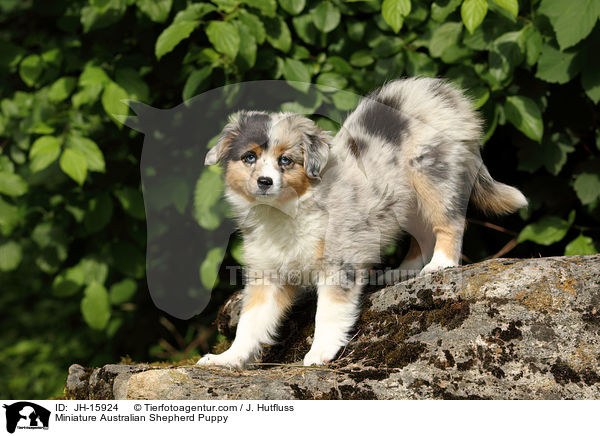 Miniatur Australian Shepherd Welpe / Miniature Australian Shepherd Puppy / JH-15924