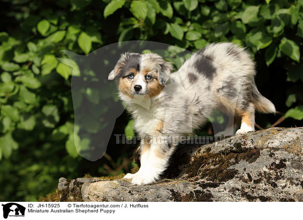 Miniatur Australian Shepherd Welpe / Miniature Australian Shepherd Puppy / JH-15925
