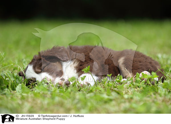 Miniatur Australian Shepherd Welpe / Miniature Australian Shepherd Puppy / JH-15929