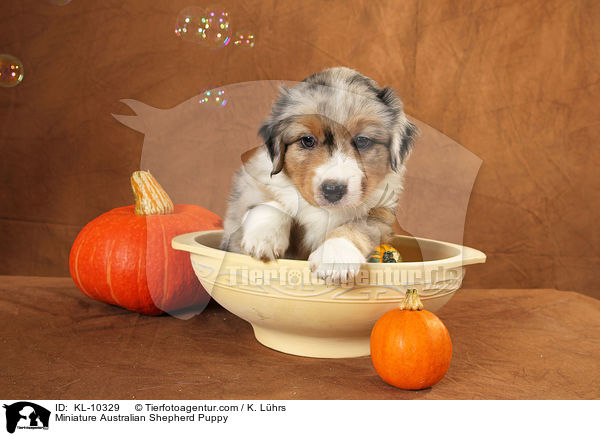Miniature Australian Shepherd Welpe / Miniature Australian Shepherd Puppy / KL-10329