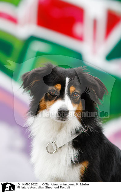 Miniature Australian Shepherd Portrait / Miniature Australian Shepherd Portrait / KMI-03622