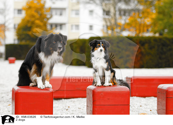 2 Hunde / 2 dogs / KMI-03626
