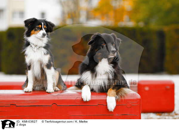 2 Hunde / 2 dogs / KMI-03627