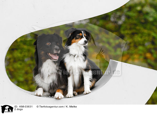 2 Hunde / 2 dogs / KMI-03631