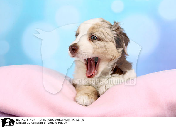Miniature Australian Shepherd Welpe / Miniature Australian Shepherd Puppy / KL-11467