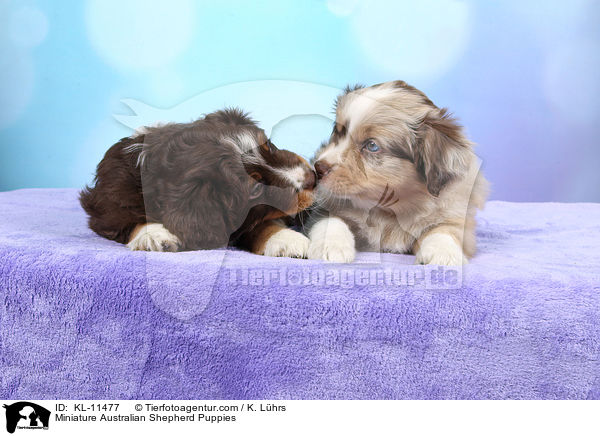 Miniature Australian Shepherd Welpen / Miniature Australian Shepherd Puppies / KL-11477