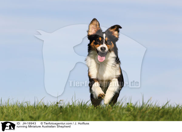 running Miniature Australian Shepherd / JH-18943