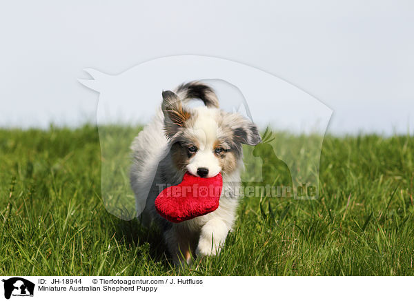 Miniature Australian Shepherd Welpe / Miniature Australian Shepherd Puppy / JH-18944