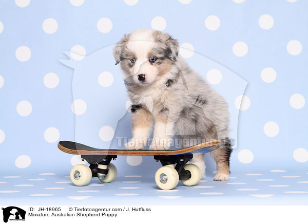 Miniature Australian Shepherd Welpe / Miniature Australian Shepherd Puppy / JH-18965
