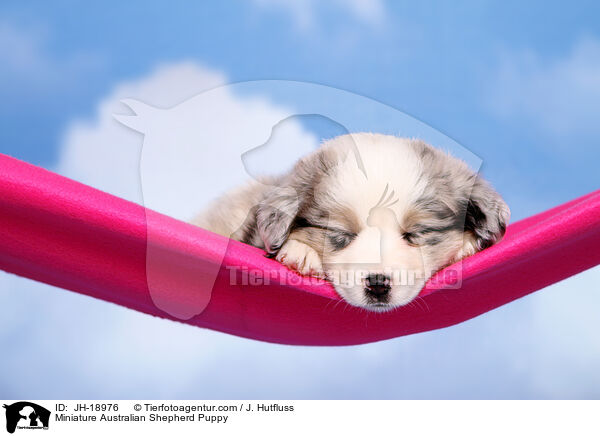 Miniature Australian Shepherd Welpe / Miniature Australian Shepherd Puppy / JH-18976