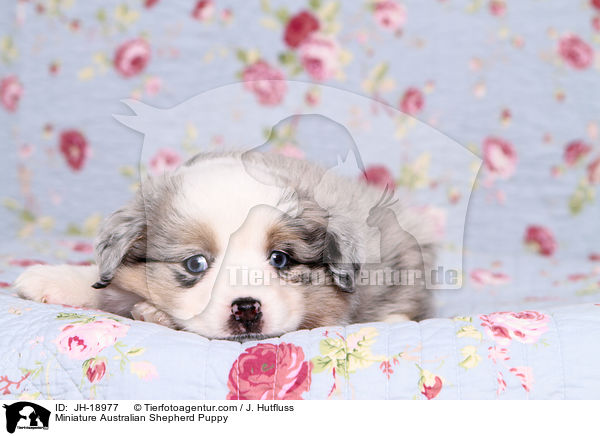Miniature Australian Shepherd Welpe / Miniature Australian Shepherd Puppy / JH-18977