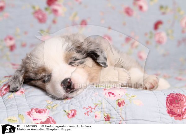 Miniature Australian Shepherd Welpe / Miniature Australian Shepherd Puppy / JH-18983
