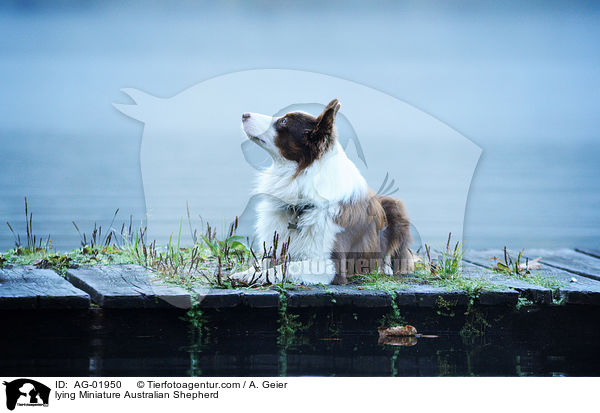 liegender Miniature Australian Shepherd / lying Miniature Australian Shepherd / AG-01950