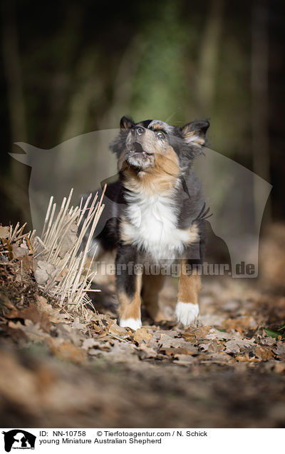 junger Miniature Australian Shepherd / young Miniature Australian Shepherd / NN-10758