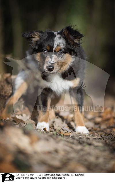 junger Miniature Australian Shepherd / young Miniature Australian Shepherd / NN-10761