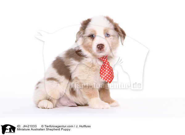 Miniature Australian Shepherd Welpe / Miniature Australian Shepherd Puppy / JH-21033