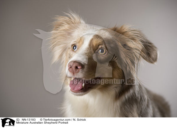 Miniature Australian Shepherd Portrait / Miniature Australian Shepherd Portrait / NN-13183